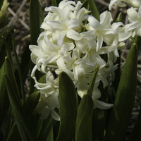Miniature Hyacinthus orientalis