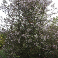 Miniature Prunus padus 'Colorata'