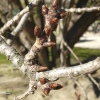 Miniature Prunus 'Kanzan'