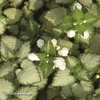 Miniature Lamium maculatum 'White Nancy'