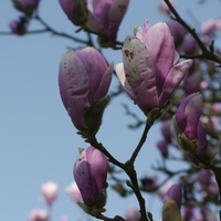 Miniature Magnolia x soulangeana 'André Leroy'