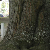 Miniature Quercus rubra