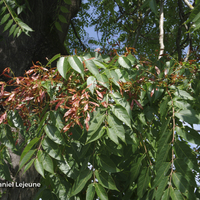 Miniature Ailanthus altissima