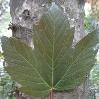 Miniature Acer pseudoplatanus 'Atropurpureum'