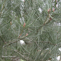 Miniature Pinus bungeana