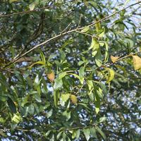 Miniature Quercus laurifolia