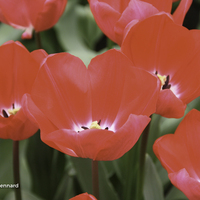 Miniature Tulipa spp.
