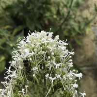 Miniature Centranthus ruber 'Albus'