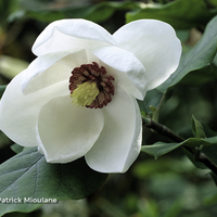 Miniature Magnolia sieboldii