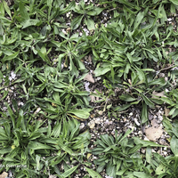 Miniature Plantago lanceolata