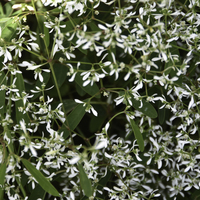 Miniature Euphorbia hypericifolia 'Inneuphdia' DIAMOND FROST®