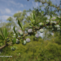 Miniature Prunus spinosa