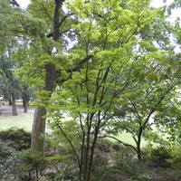 Miniature Acer shirasawanum 'Aureum'
