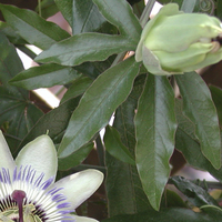 Miniature Passiflora caerulea