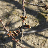 Miniature Prunus serrulata 'Shirotae'