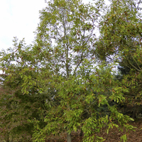 Miniature Quercus acutissima