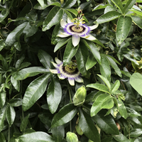 Miniature Passiflora caerulea