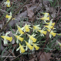Miniature Narcissus hispanicus subsp. hispanicus