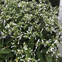 Miniature Euphorbia hypericifolia 'Inneuphdia' DIAMOND FROST®