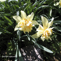 Miniature Narcissus spp.