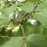 Miniature Acer maximowiczianum