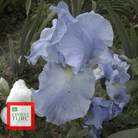 Miniature Iris 'Crystal Blue'
