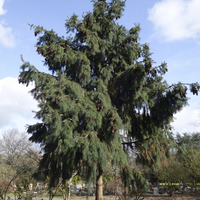Miniature Picea smithiana
