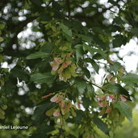 Miniature Acer tataricum subsp. ginnala