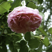 Miniature Rosa 'Meiviolin' PIERRE DE RONSARD®