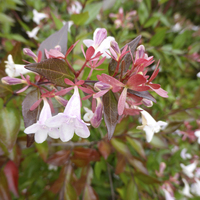 Miniature Abelia x grandiflora