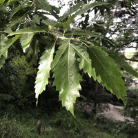 Miniature Quercus castaneifolia