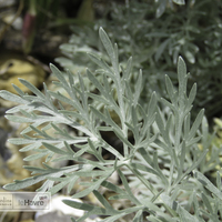 Miniature Artemisia 'Powis Castle'
