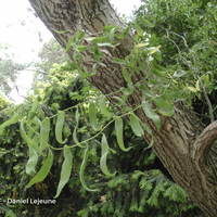Miniature Salix babylonica var. pekinensis 'Tortuosa'