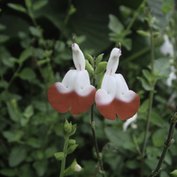 Miniature Salvia 'Hot Lips'