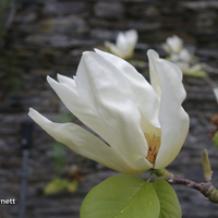 Miniature Magnolia x brooklynensis 'Yellow Bird'