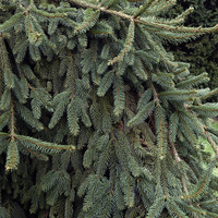 Miniature Picea abies 'Inversa'