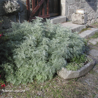 Miniature Artemisia 'Powis Castle'