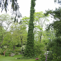 Miniature Picea omorika