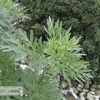 Miniature Artemisia absinthium