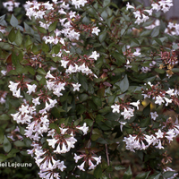 Miniature Abelia x grandiflora