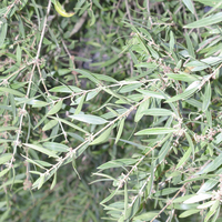 Miniature Phillyrea angustifolia