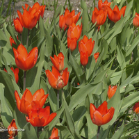 Miniature Tulipa praestans