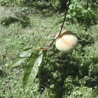 Miniature Prunus persica