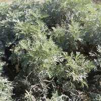 Miniature Artemisia arborescens