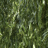 Miniature Salix babylonica 'Pendula'