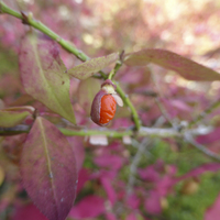 Miniature Euonymus alatus