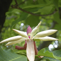 Miniature Magnolia tripetala