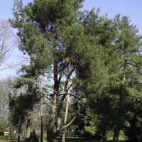 Miniature Pinus halepensis
