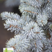 Miniature Picea pungens 'Koster'