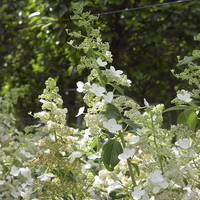 Miniature Hydrangea paniculata 'Kyushu'